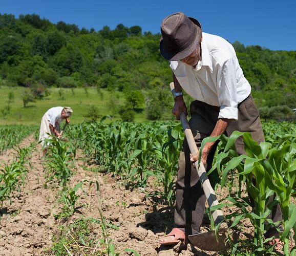 elderly-couple-working-in-crop-field